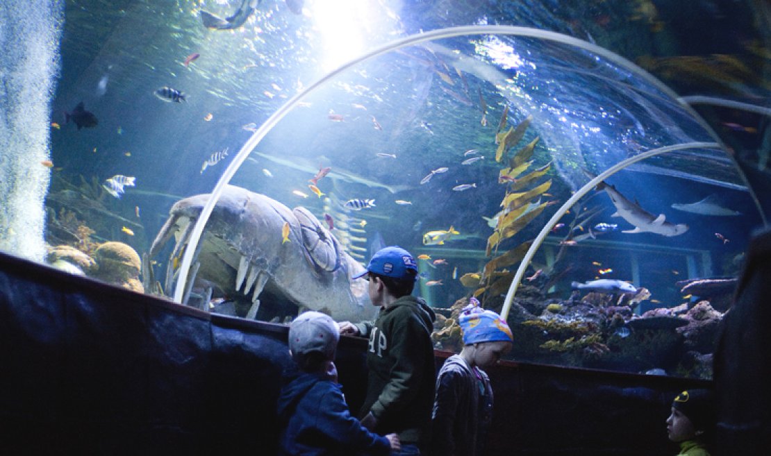 Tour to SeaLife aquarium in Helsinki | Easy Travel: Holidays in Finland