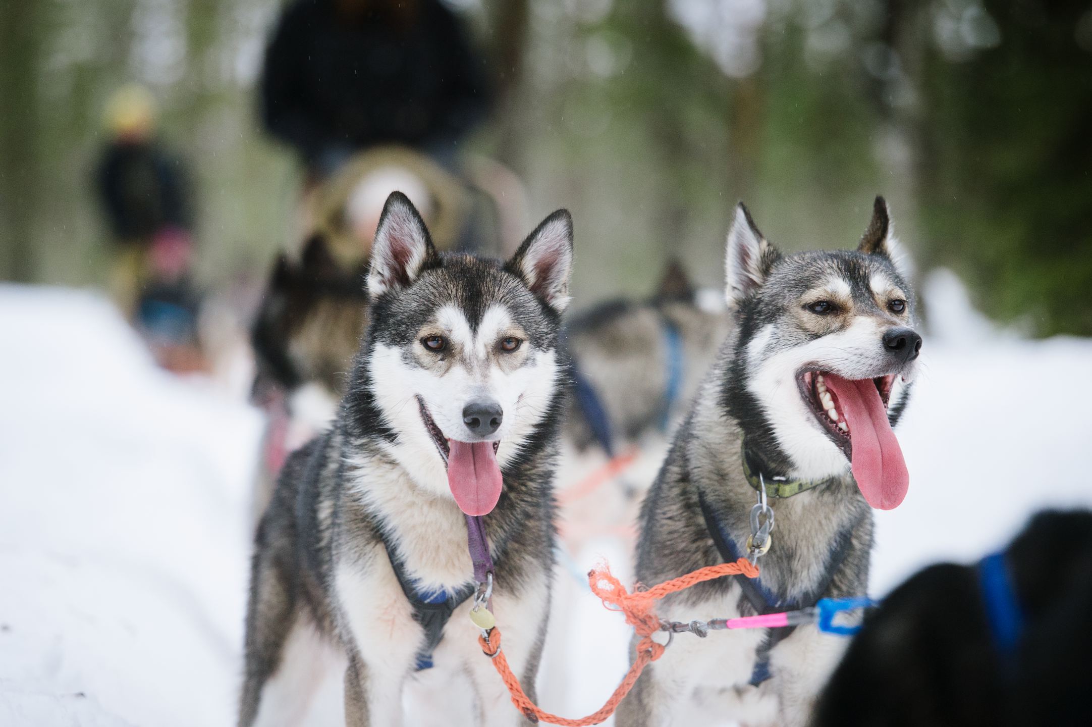 easy travel husky